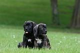CANE CORSO 1172